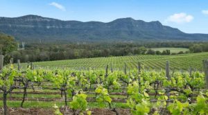 Mount View Vineyard